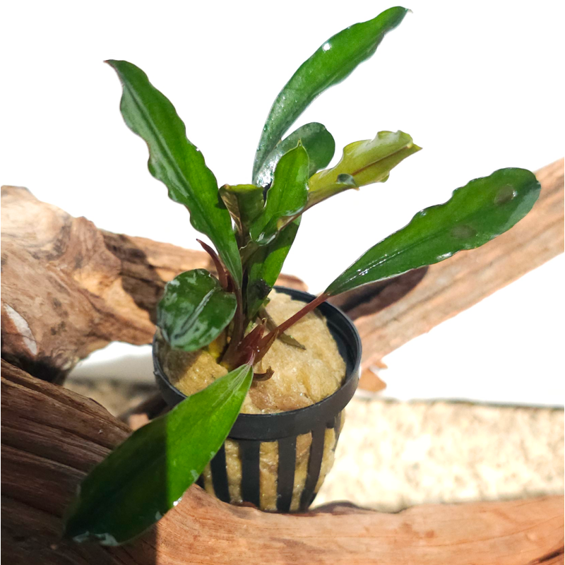 Bucephalandra Kapuas Hulu – Plante épiphyte aquarium. Bucephalandra Kapuas Hulu – Plante épiphyte aquarium.