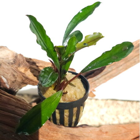 Bucephalandra Kapuas Hulu – Plante épiphyte aquarium.