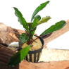 Bucephalandra Kapuas Hulu – Plante épiphyte aquarium.