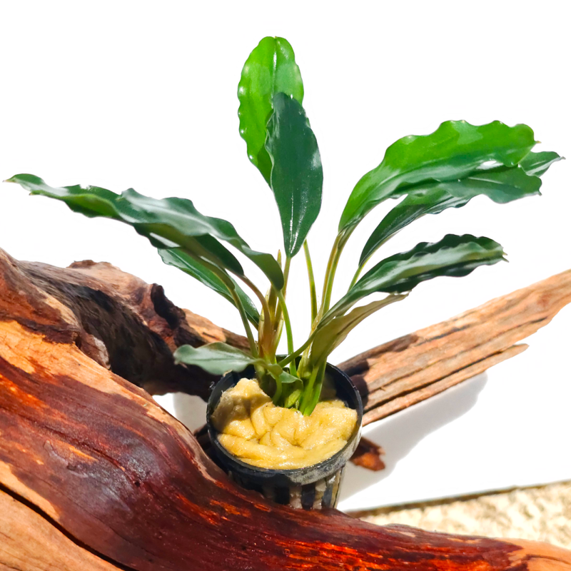 Bucephalandra Theia Green Big Leaves – Plante épiphyte aquarium. Bucephalandra Theia Green Big Leaves – Plante épiphyte aquarium.