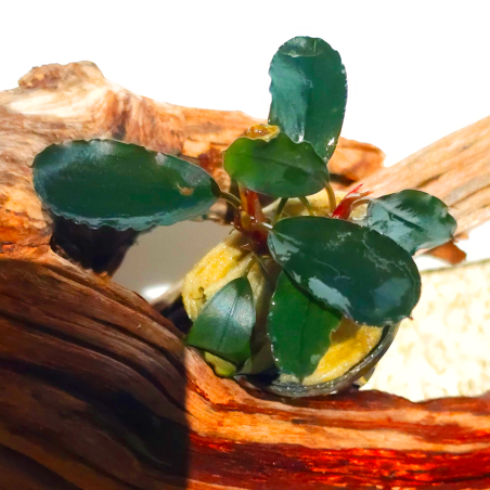 Bucephalandra Dark Blue – Plante  rare à feuillage bleu profond