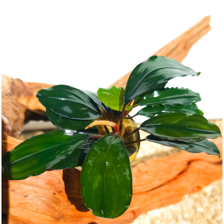 Bucephalandra Super Blue – Plante d’aquarium aux reflets bleutés intenses