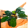Bucephalandra Super Blue – Plante d’aquarium aux reflets bleutés intenses