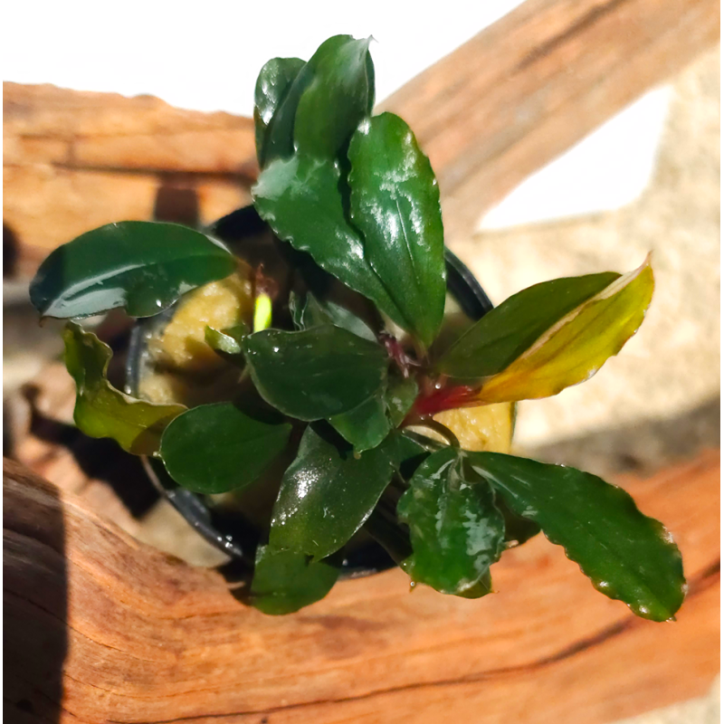 Bucephalandra Aragon – Élégance et originalité pour aquarium planté Bucephalandra Aragon – Élégance et originalité pour aquarium planté