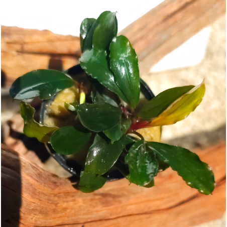 Bucephalandra Aragon – Élégance et originalité pour aquarium planté