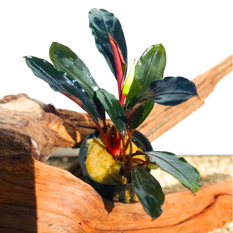 Bucephalandra Achilles Black Dark – Grandes feuilles décoratives Bucephalandra Achilles Black Dark – Grandes feuilles décoratives