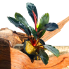 Bucephalandra Achilles Black Dark – Grandes feuilles décoratives