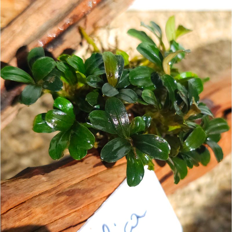 Bucephalandra Metalica – Plante épiphyte pour aquarium aquascaping Bucephalandra Metalica – Plante épiphyte pour aquarium aquascaping