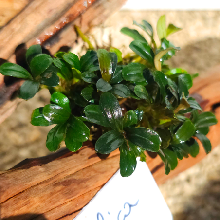 Bucephalandra Metalica – Plante épiphyte pour aquarium aquascaping