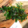 Bucephalandra Metalica – Plante épiphyte pour aquarium aquascaping