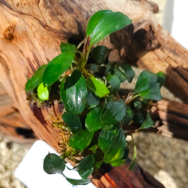 Bucephalandra Sunshine – Plante épiphyte lumineuse pour aquarium Bucephalandra Sunshine – Plante épiphyte lumineuse pour aquarium