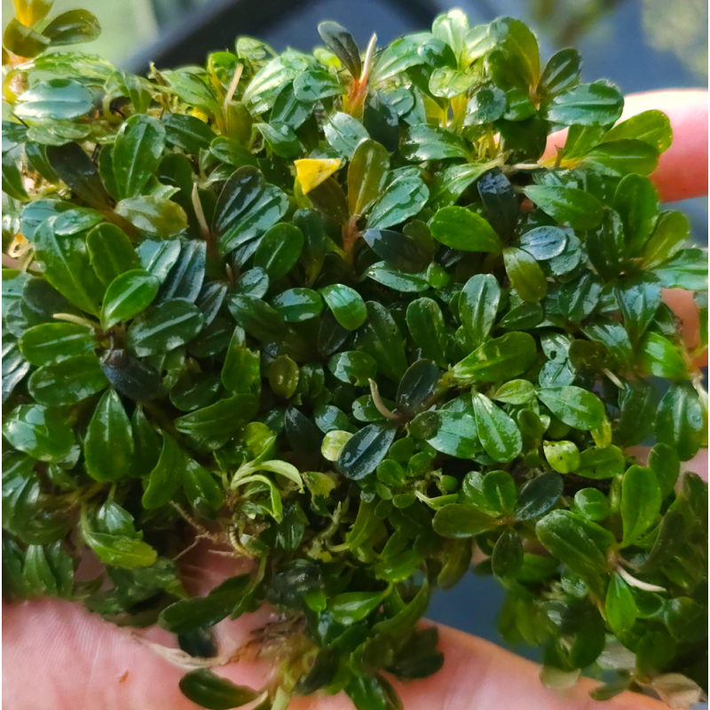 Bucephalandra Purple Rain – Élégance intense pour aquascaping Bucephalandra Purple Rain – Élégance intense pour aquascaping