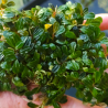 Bucephalandra Purple Rain – Élégance intense pour aquascaping