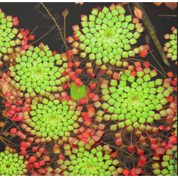 Ludwigia sedioides – Plante Mosaïque Flottante pour Aquarium et Bassin