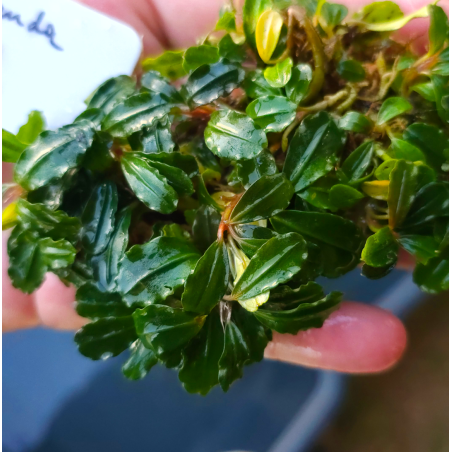 Bucephalandra Amanda – Raffinement tropical pour aquariums plantés