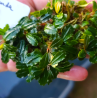 Bucephalandra Amanda – Raffinement tropical pour aquariums plantés