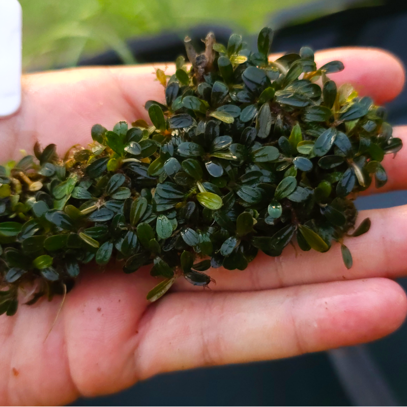 Bucephalandra Mini Goyan – Compacité et charme pour aquariums plantés Bucephalandra Mini Goyan – Compacité et charme pour aquariums plantés