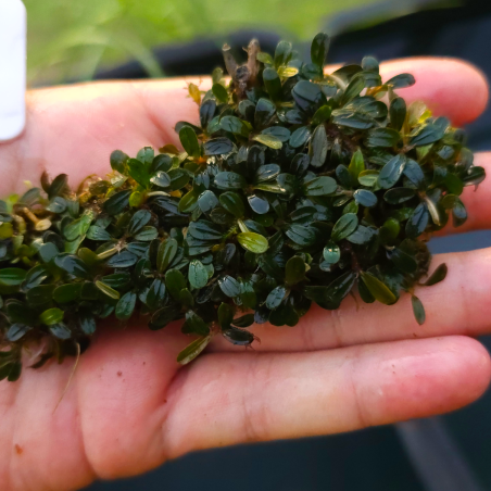 Bucephalandra Mini Goyan – Compacité et charme pour aquariums plantés