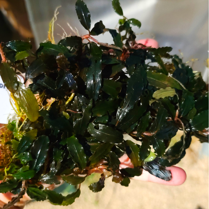 Bucephalandra Blue Moon – Plante rare au reflet bleu Bucephalandra Blue Moon – Plante rare au reflet bleu