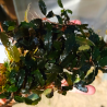 Bucephalandra Blue Moon – Plante rare au reflet bleu