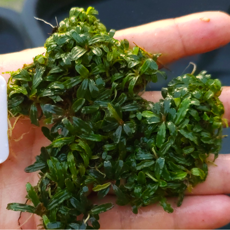 Bucephalandra Mini Catherine – Plante épiphyte compacte Bucephalandra Mini Catherine – Plante épiphyte compacte