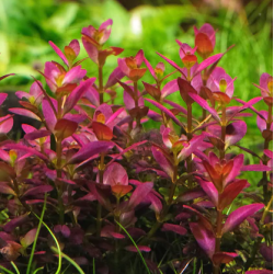 Rotala ramosior 'Florida' – Feuillage violet pour aquascape expert
