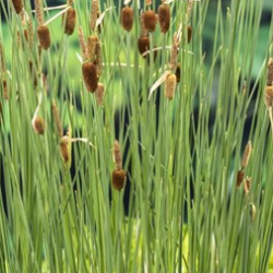 Typha minima – Massette naine compacte pour bassin