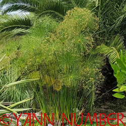 Cyperus papyrus – Papyrus majestueux pour bassin aquatique