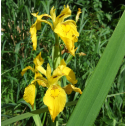 Iris pseudacorus – Iris jaune pour bassin naturel
