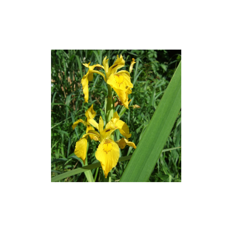 Iris pseudacorus – Iris jaune pour bassin naturel Iris pseudacorus – Iris jaune pour bassin naturel