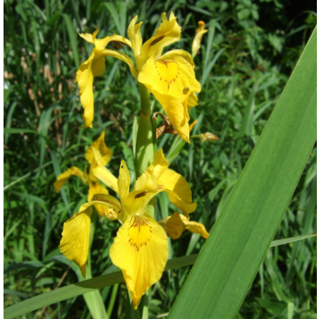 Iris pseudacorus – Iris jaune pour bassin naturel