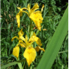 Iris pseudacorus – Iris jaune pour bassin naturel