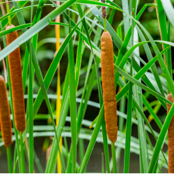 Typha angustifolia – Massette filtrante pour berge de bassin