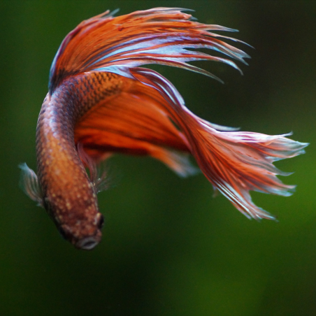 Betta splendens mâle varié 4-4,5 cm