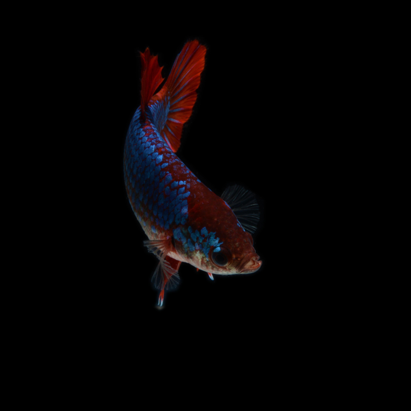 Betta splendens femelle 3 cm