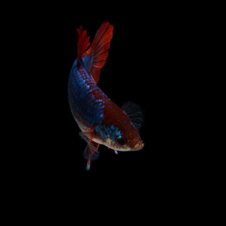 Betta splendens femelle 3 cm