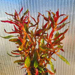 Alternanthera reineckii Variegata – Plante panachée aquarium