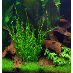 Echinodorus Vesuvius – Plante aquarium à feuillage spiralé