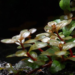 Ludwigia guinea – Feuillage doré pour aquarium