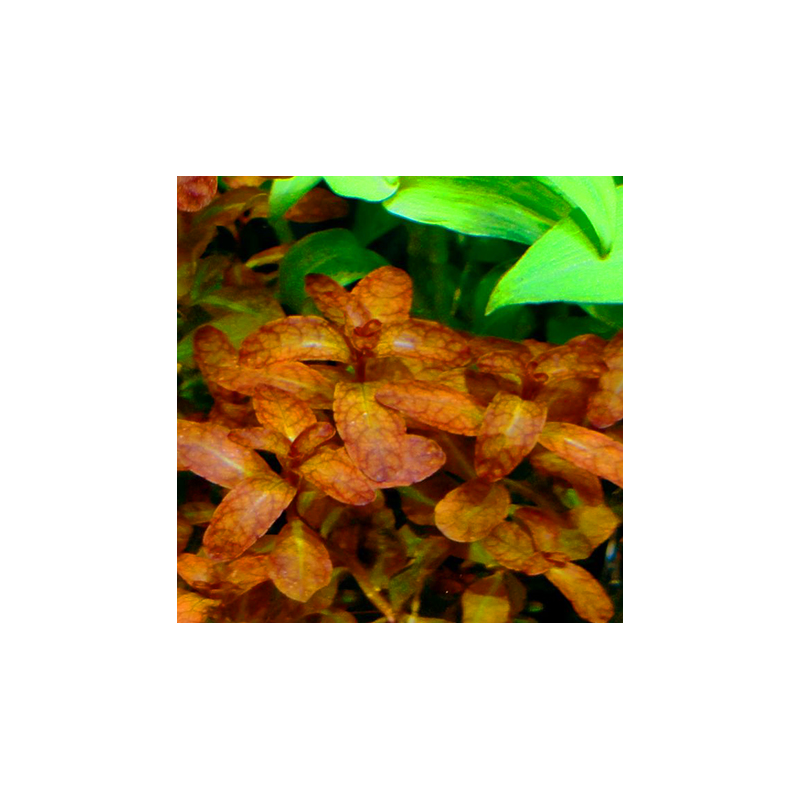Ludwigia guinea – Feuillage doré pour aquarium Ludwigia guinea – Feuillage doré pour aquarium