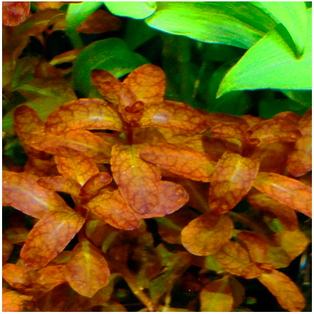 Ludwigia guinea – Feuillage doré pour aquarium