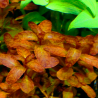 Ludwigia guinea – Feuillage doré pour aquarium