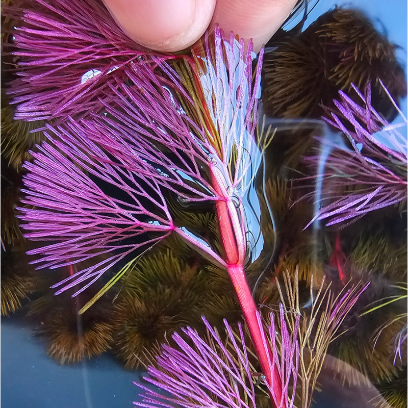 Cabomba pourpre – Plante à feuillage violet pour aquarium Cabomba pourpre – Plante à feuillage violet pour aquarium