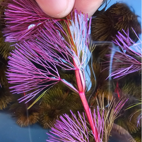 Cabomba pourpre – Plante à feuillage violet pour aquarium