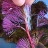 Cabomba pourpre – Plante à feuillage violet pour aquarium
