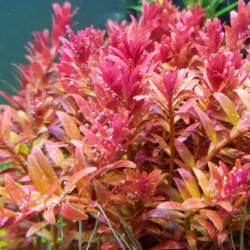 Rotala Fujian – Feuillage rose délicat pour aquarium