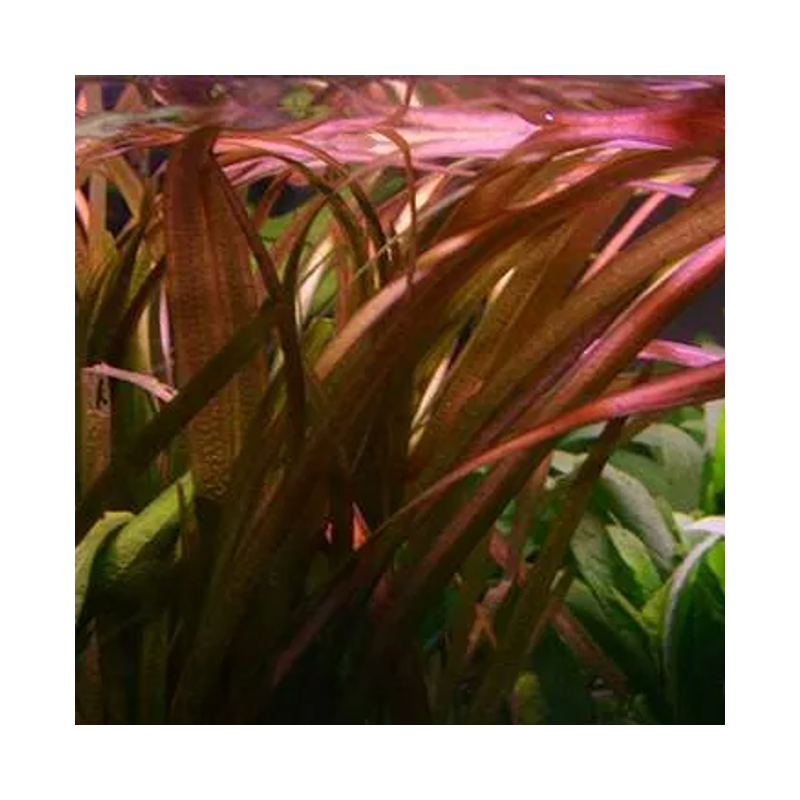 Vallisneria spiralis rouge – Plante rubanée aquarium Vallisneria spiralis rouge – Plante rubanée aquarium