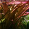Vallisneria spiralis rouge – Plante rubanée aquarium