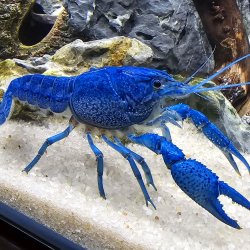 Procambarus alleni – Écrevisse bleue pour aquarium