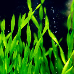 Vallisneria twisted – Plante torsadée pour aquarium